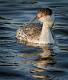 image by Kirms Photography Horned Grebe-3